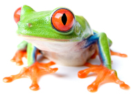 frog1.jpg WebDesigns Froggie